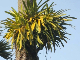 រូបលេខ២